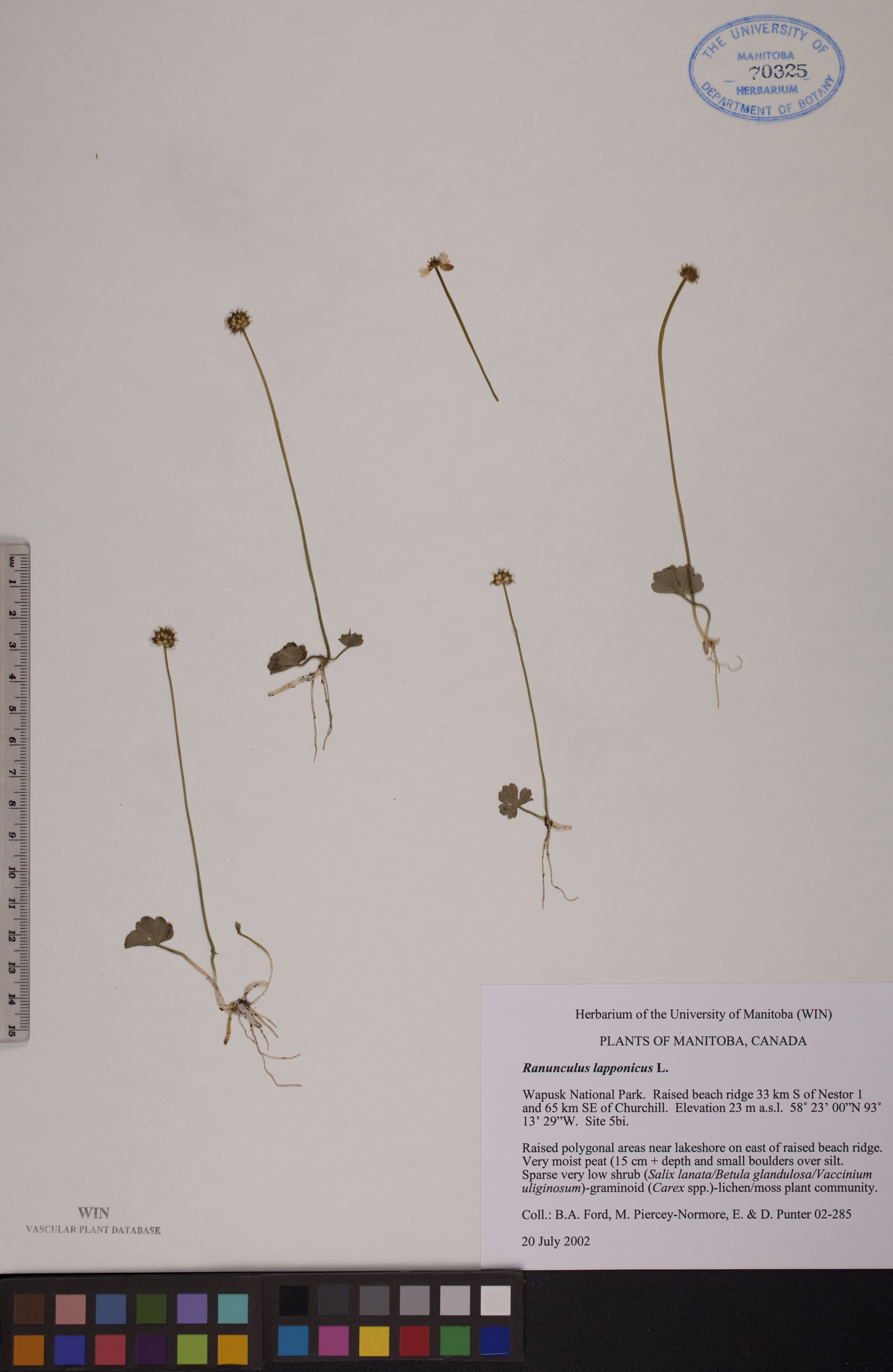 Ranunculus lapponicus image